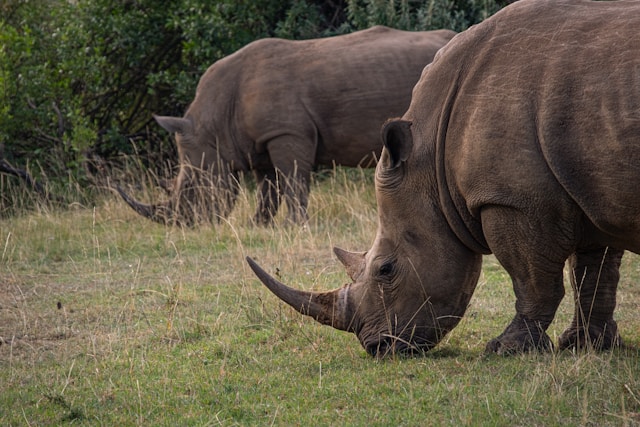 Rhinos